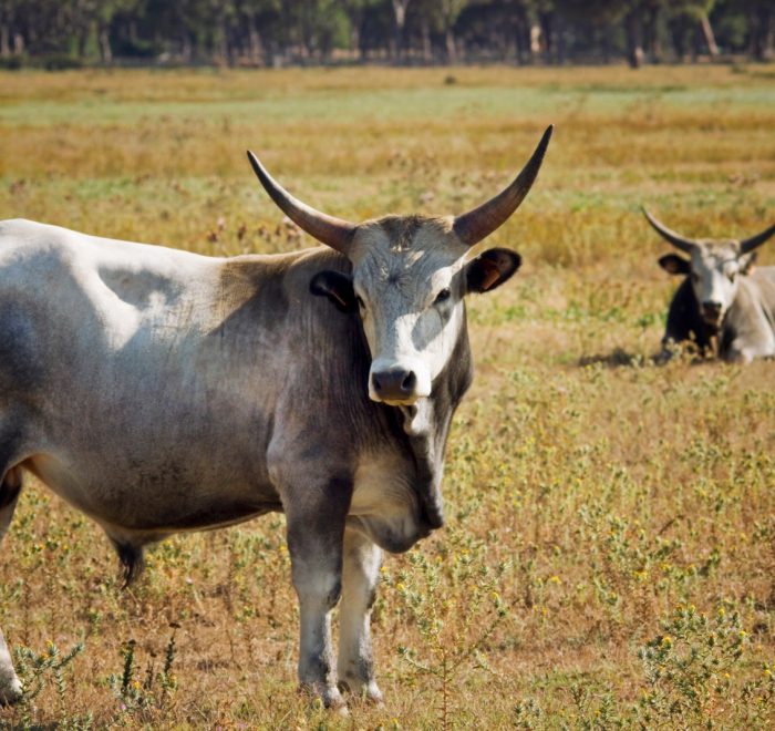 la fauna del parco della maremma
