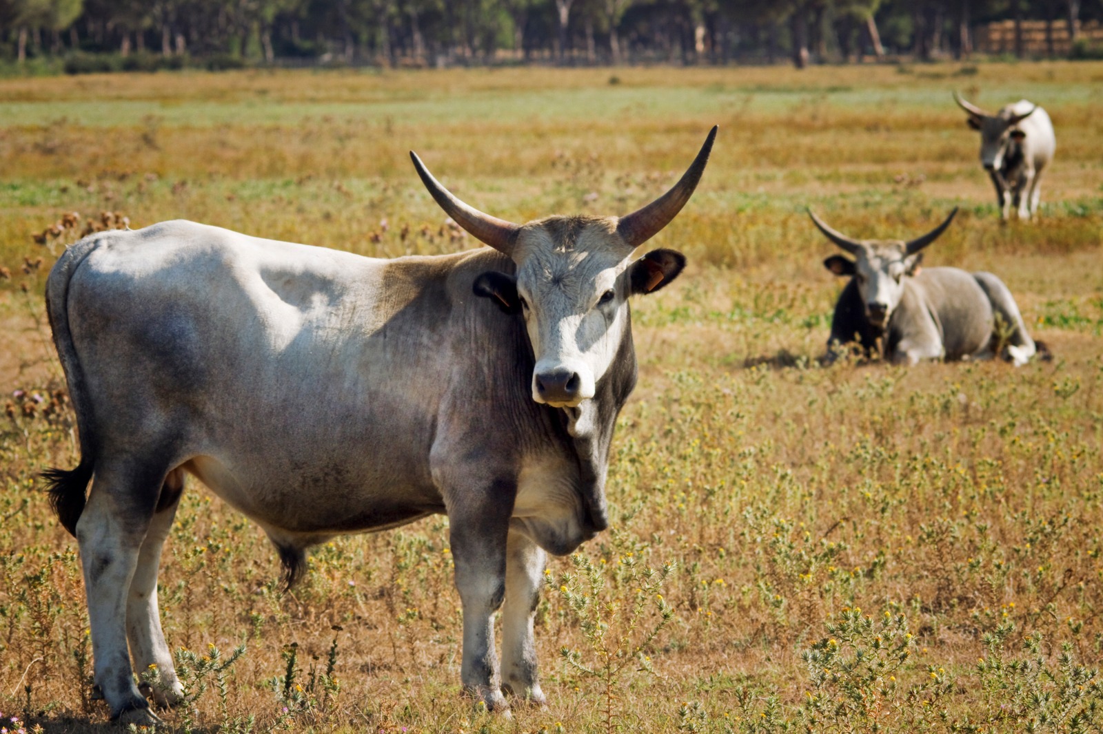 la fauna del parco della maremma